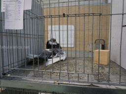 XIV Concurso Exposición de Palomas de Raza en Mula 2024